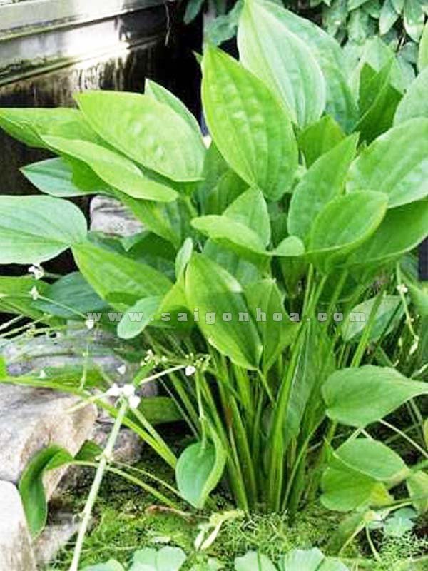 Cây Bách Thủy Tiên