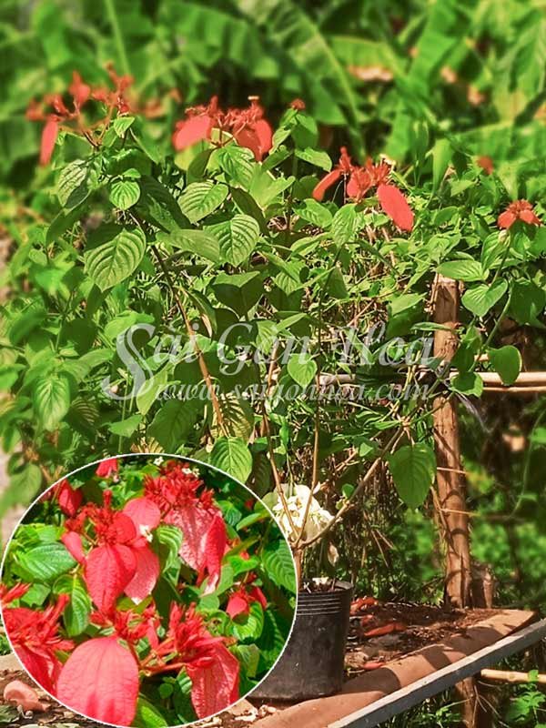 Cây Bướm Đỏ