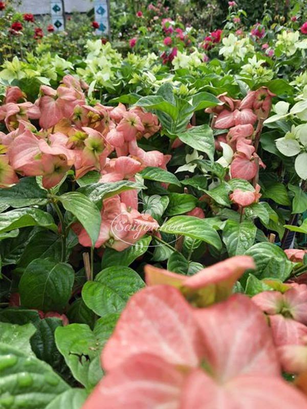 Cây Bướm Hồng