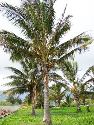 Cây Dừa