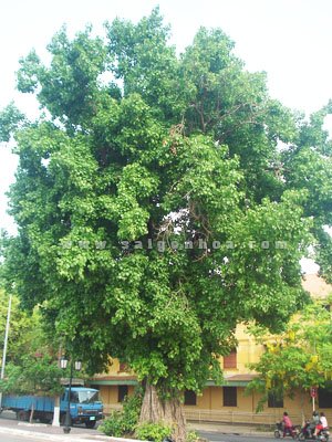 Cây Bồ Đề