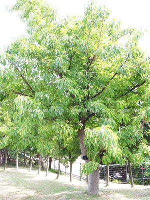 Cây Sộp