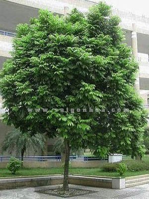 Cây Sấu