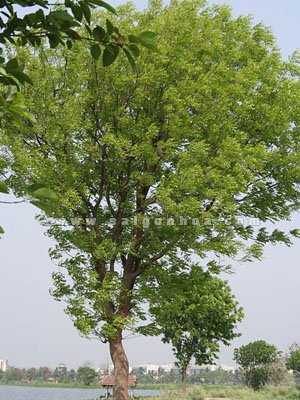 Cây Nhạc Ngựa