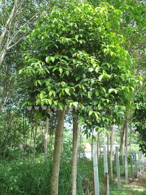Cây Trầm Hương
