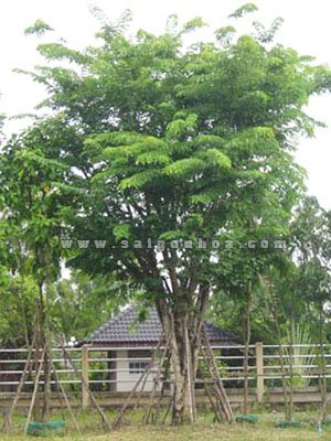 Cây Gõ Đỏ