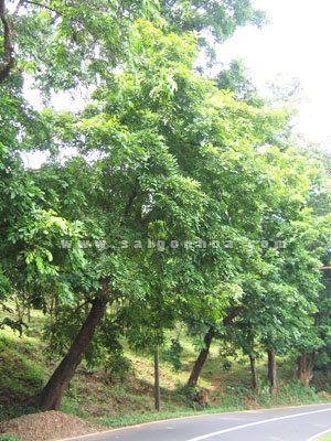 Cây Căm Xe