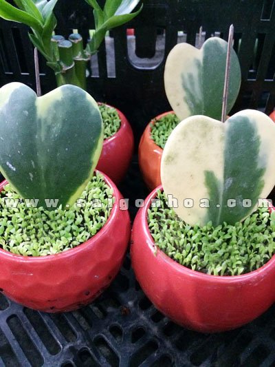 Cây May Mắn Trái Tim Cẩm Thạch