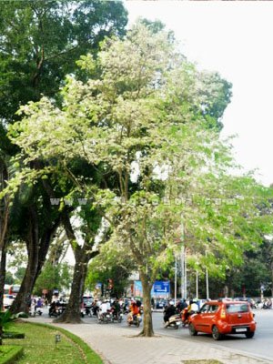 Cây Sưa