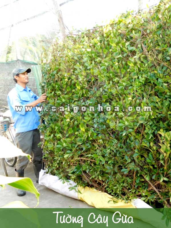 Tường cây Gừa – Không gian xanh cho nhà phố