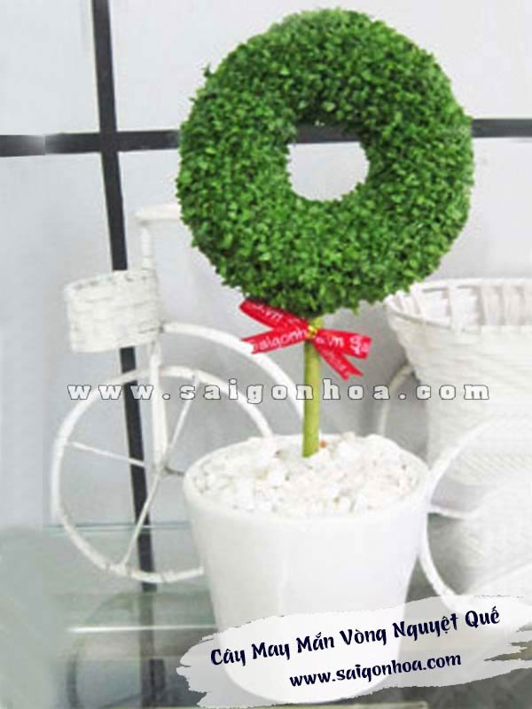 Cây May Mắn Vòng Nguyệt Quế