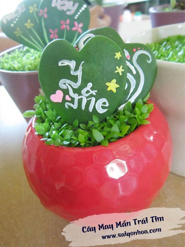 Cây May Mắn Trái Tim Đôi