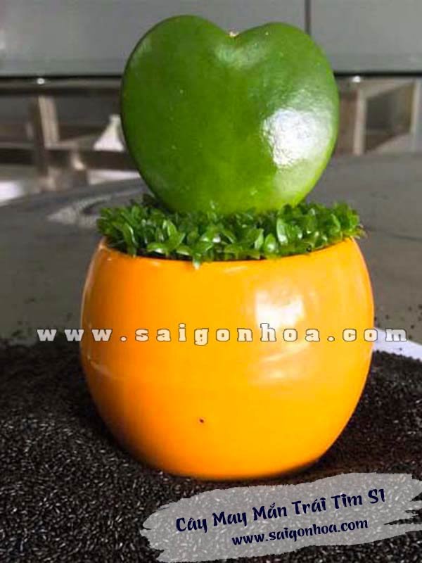 Cây May Mắn Trái Tim Chậu S1