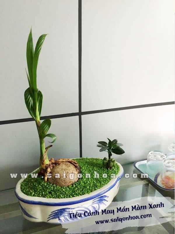Tiểu Cảnh May Mắn Mầm Xanh