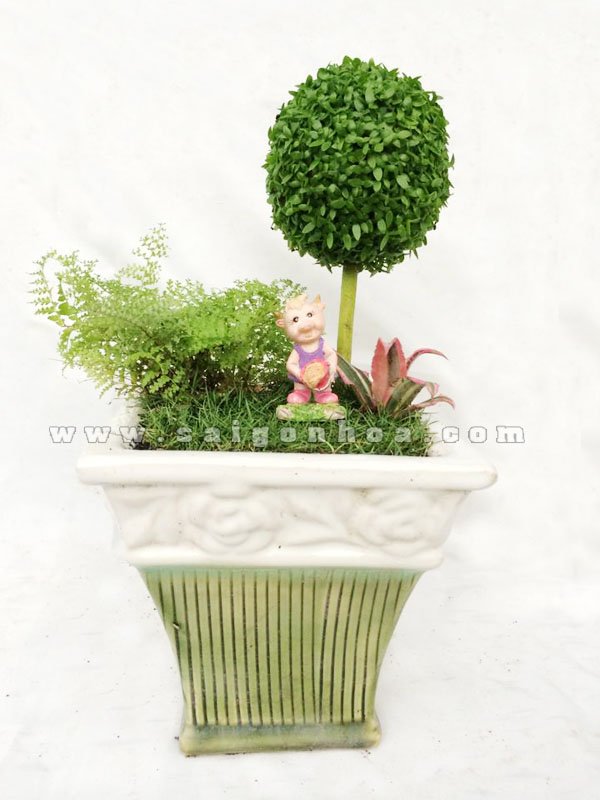 Tiểu Cảnh Cây May Mắn Heo Con