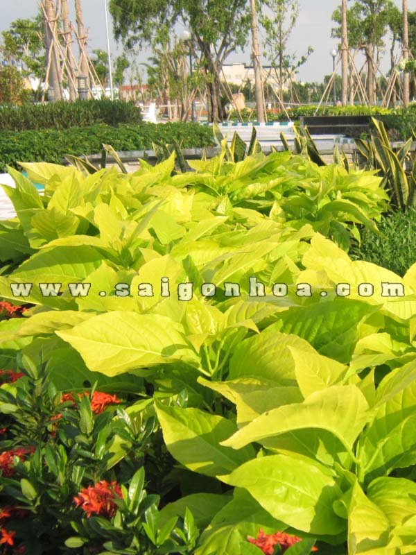 Cây bạch trạng