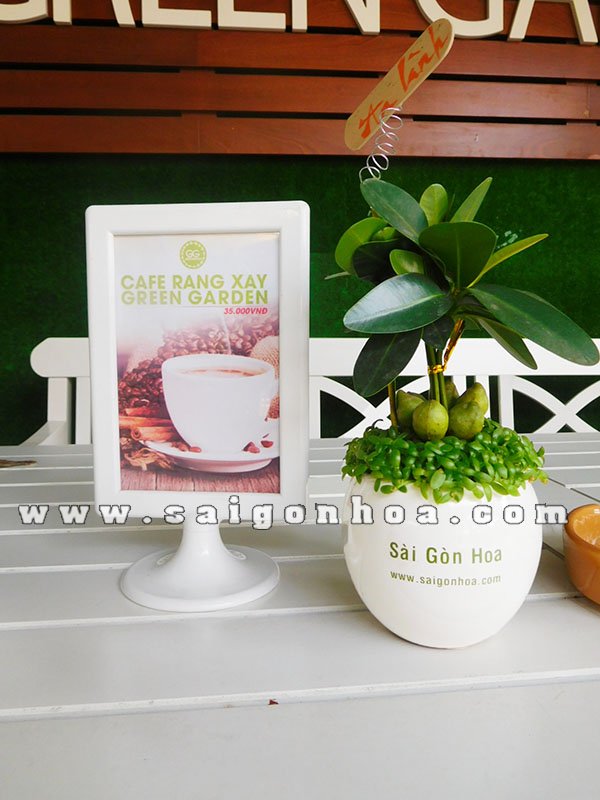 Cây Tài Lộc-May Mắn S1