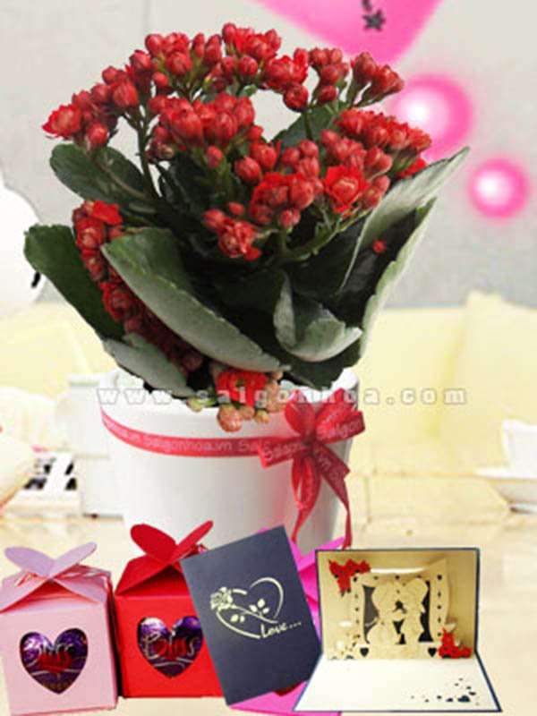 Hoa Sống Đời Ngày Lễ Tình Yêu