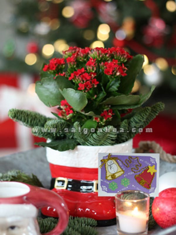 Hoa Sống Đời Ngày Noel