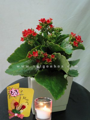 Hoa Sống Đời Ngày 8-3