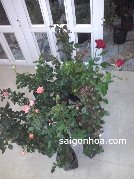 Cây Hoa Hồng Gốc – Hoa Hồng Đà Lạt
