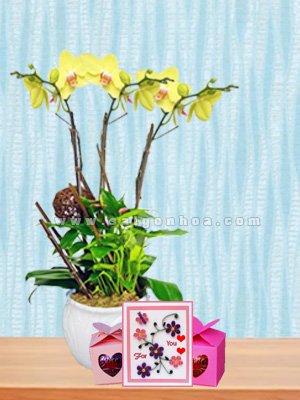 Hoa Lan Hồ Điệp Tặng Thầy Cô