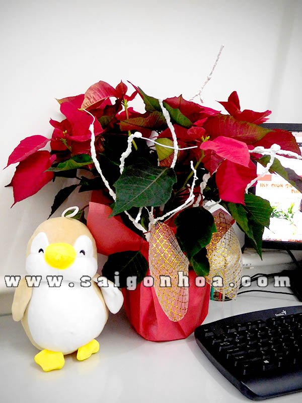 Hoa Trạng Nguyên Làm Quà Tặng Giáng Sinh