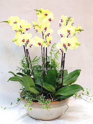Hoa Lan Hồ Điệp Vàng Chậu 9 Cành