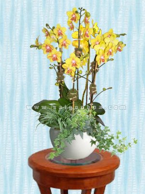 Hoa Lan Hồ Điệp Vàng Chậu 7 Cành