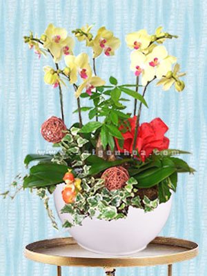 Hoa Lan Hồ Điệp Vàng Chậu 5 Cành