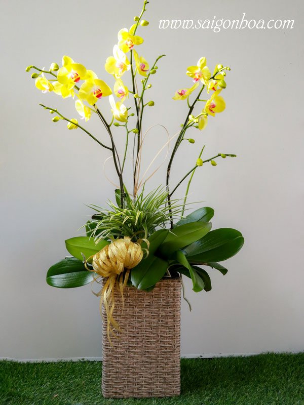 Hoa Lan Hồ Điệp Vàng Chậu 3 Cành
