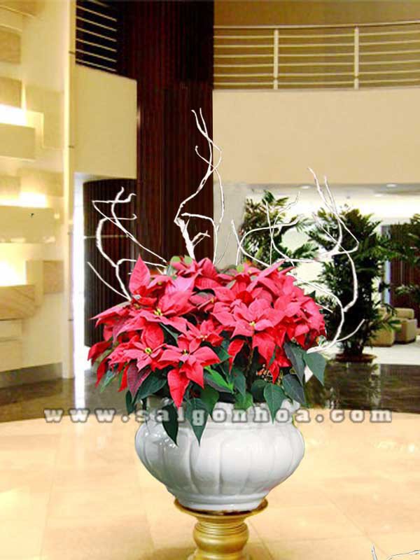 Chậu Hoa Trạng Nguyên Tiền Sảnh