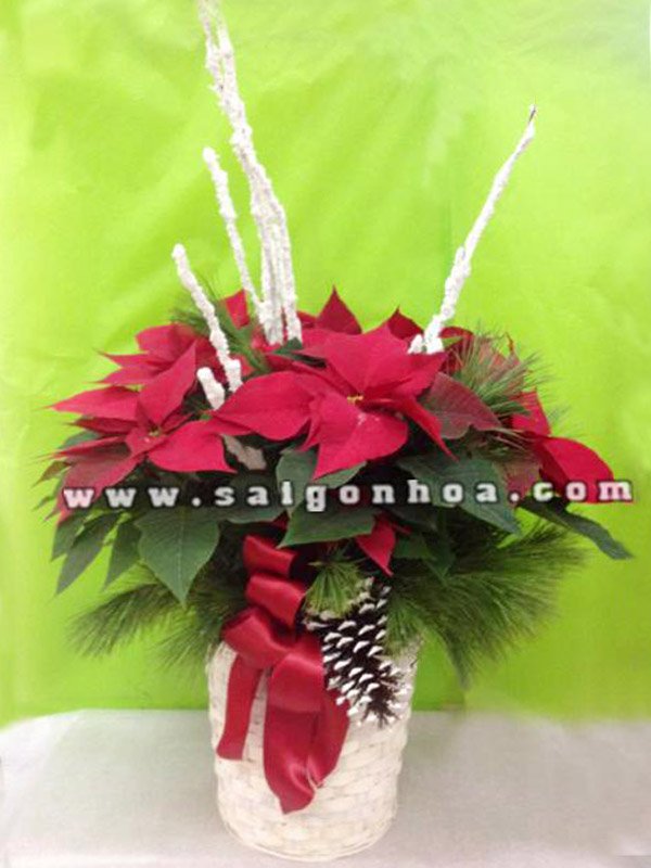 Hoa Trạng Nguyên Noel