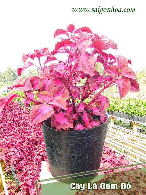 Cây Lá Gấm Đỏ