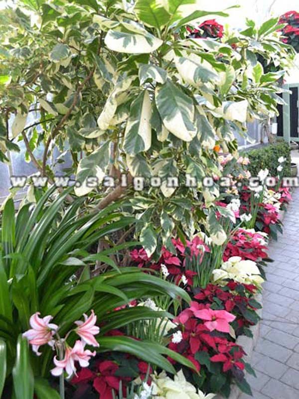 Cây Trạng Nguyên Trồng Sân Vườn
