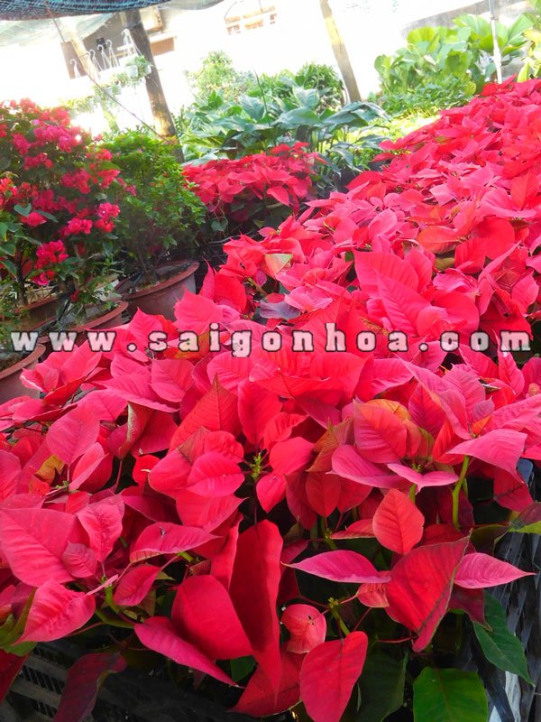 Vườn Hoa Trạng Nguyên