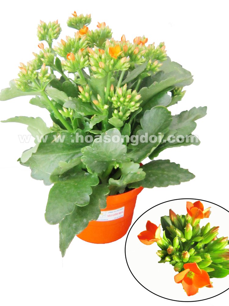 Hoa Sống Đời Đơn Màu Cam