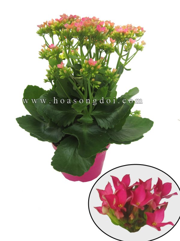 Hoa Sống Đời Đơn Màu Hồng