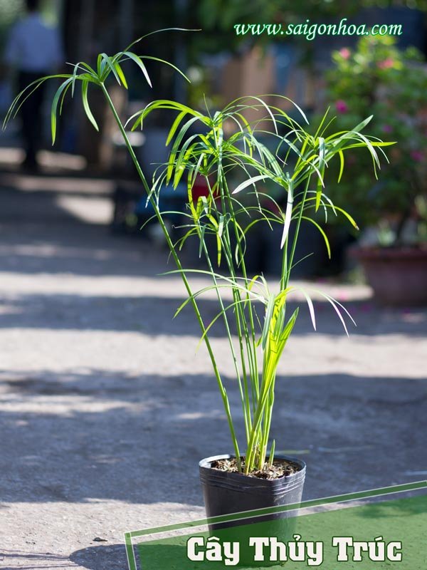 Cây Thủy Trúc