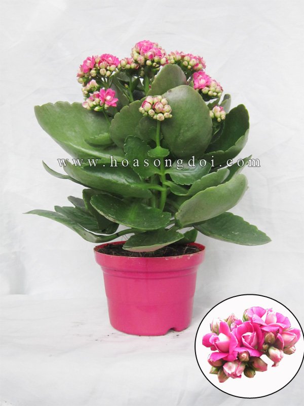 Hoa Sống Đời Kép Màu Hồng