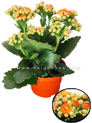 Hoa Sống Đời Kép Màu Cam