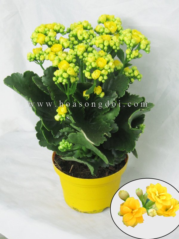 Hoa Sống Đời Kép Màu Vàng