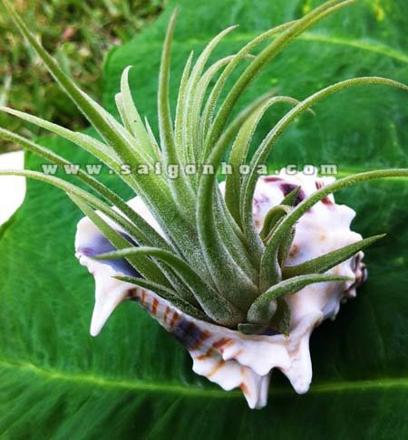 Cây Không Khí Ốc Biển