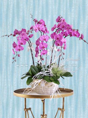 Hoa Lan Hồ Điệp Tím Chậu 9 Cành