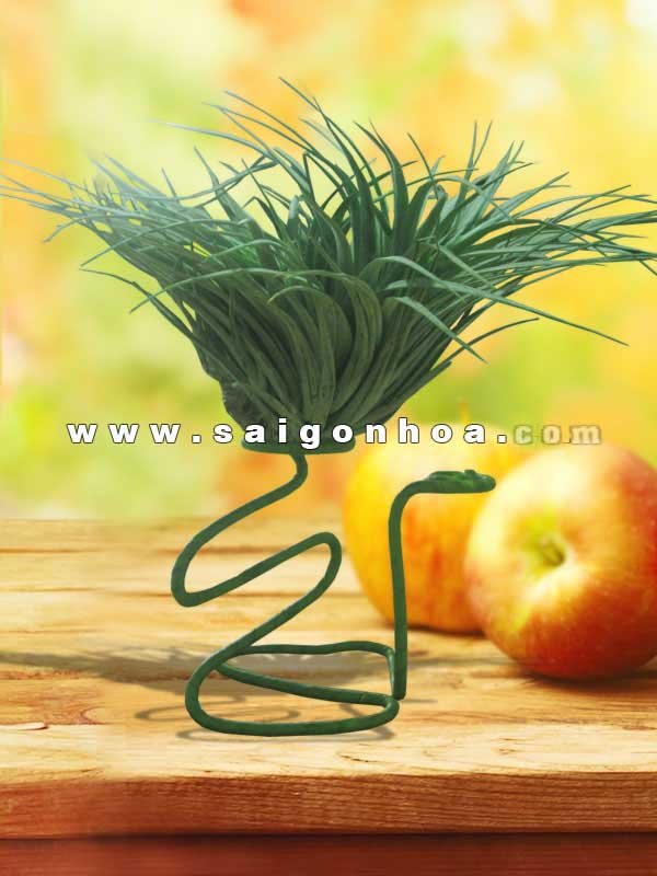 Cây không khí hồng hạnh