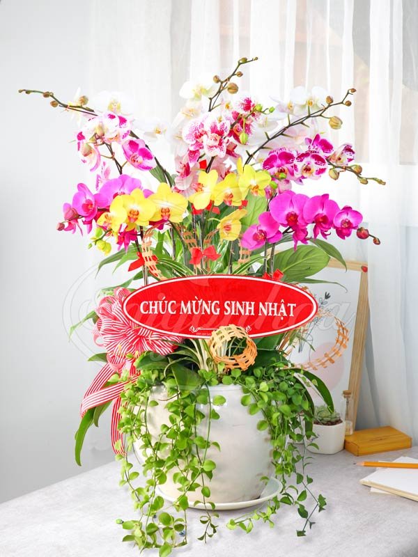 Hoa Lan Hồ Điệp Chúc Mừng