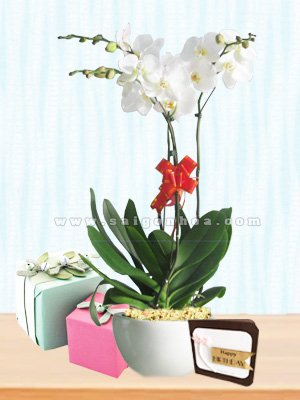 Hoa Lan Hồ Điệp 20/10