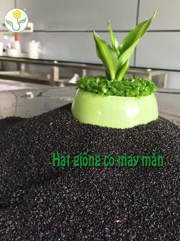 Hạt Giống Cỏ May Mắn
