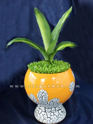 Cây May Mắn Phát Tài Chân Đế