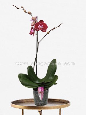 Hoa Lan Hồ Điệp Đỏ